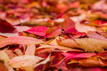 Planta de flores como enredadera en otoño