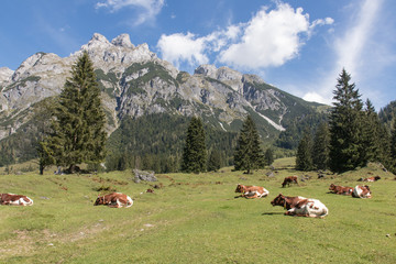Fototapeta na wymiar cows within a mountain landscape next to Werfenweng