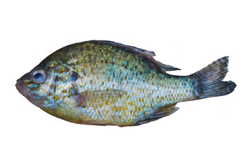 Freshly caught river fish. Crucians and sun perch. Good catch