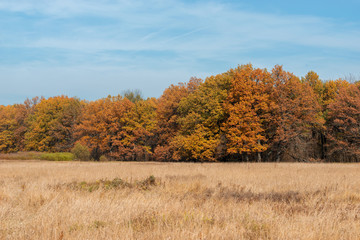 Fototapeta premium Oak forest painted in autumn color palette. The brightest time of autumn is golden autumn. Trees, before plunging into a long sleep, throw gold clothes from rapidly yellowing leaves.
