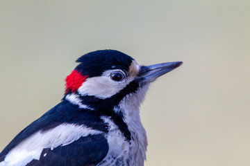 Close up of a Great Spotted Woodpecker (Dendrocopos major) in the nature protection area Moenchbruch near Frankfurt, Germany.