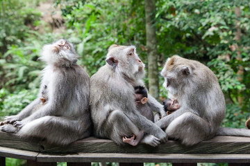Naklejka premium Monkey moms and their babies sit together.
