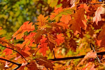 Naklejka na ściany i meble red autumn background of oak leaves on a blue sky background
