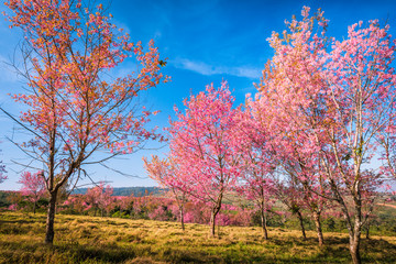Obraz na płótnie Canvas Wild himalayan cherry in sunshine day on top of mountain