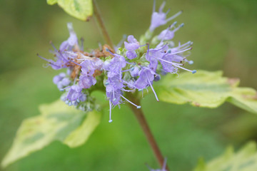 Caryopteris clandonensis 