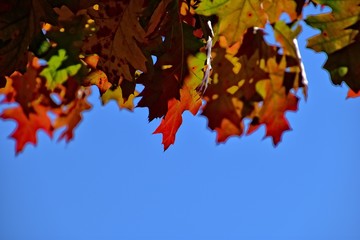 red autumn background of oak leaves on a blue sky background