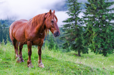Obraz na płótnie Canvas brown horse on a pasture alone in the mountains
