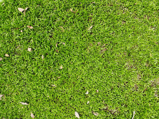 Fertile Grass Patch