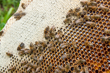 Busy bees, close up view of the working bees on honeycomb. .