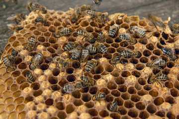 Close up view of the working bee on the honeycomb with sweet honey..