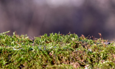 Spring, first grass, macro, green frost