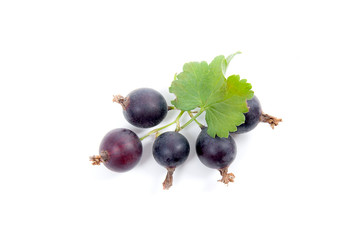 Black currant berry isolated on white. A bunch of black currant..