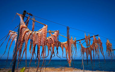 Dry Octopus dried at Mediterranean sea