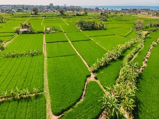 Tropical landscape in Bali island. Aerial view of green rice fields.