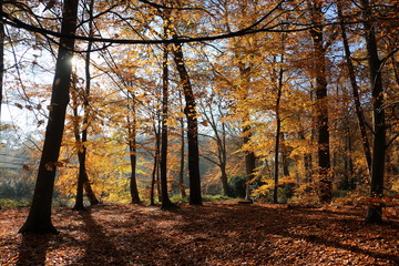 Beech forest in the Netherlands nearby Dalfsen