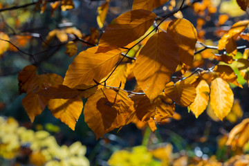 autumn scene colorful scenery