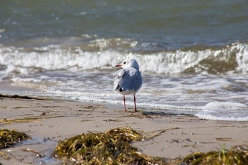 Möve am Strand von Lubmin