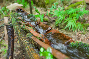 An old tree trunk is used as a through and is being filled by a flow pipe made from a second trunk.