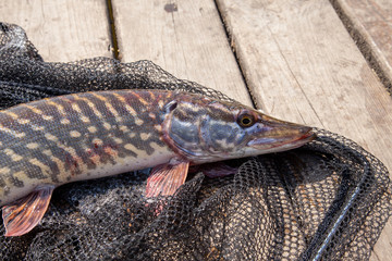 Trophy fishing. Big freshwater pike lies on black fishing net.