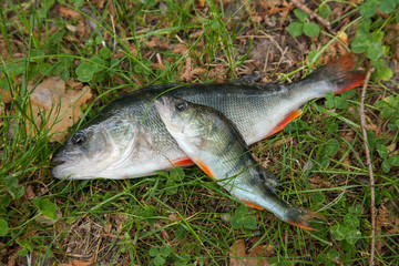 Trophy fishing. Two freshwater perch just taken from the water..
