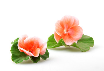 Geranium Pelargonium Flowers Isolated On White