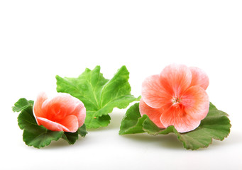 Geranium Pelargonium Flowers Isolated On White