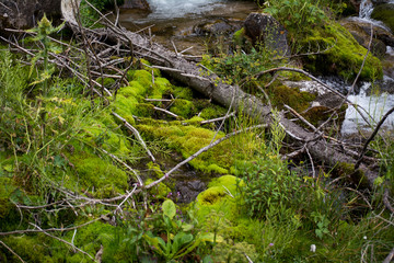 moss in the mountain river