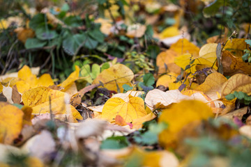 Fallen colorful (maple) autumn leaves background