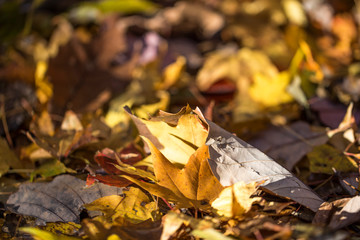 Fallen colorful (maple) autumn leaves background