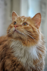 The portrait of red cat