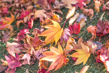 Fallen colorful (maple) autumn leaves background