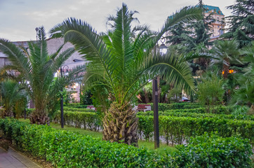 Obraz premium Park with palm trees near promenade of Batumi