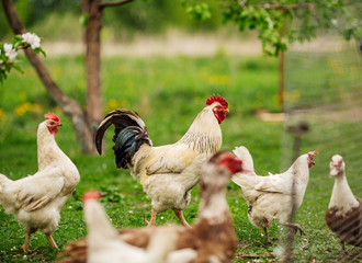 beautiful cock walking on the grass in a village or a farm