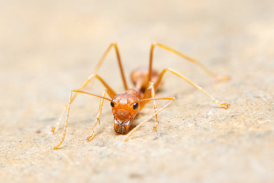 Macro ants Oecophylla smaragdina