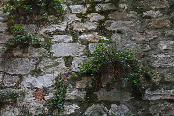 Small green bushes growing through an ancient wall