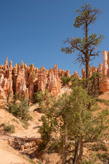landscape on the bryce canyon in the united states of america