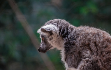 Close up ring tailed lemur, tree background.