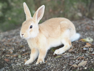 ウサギ