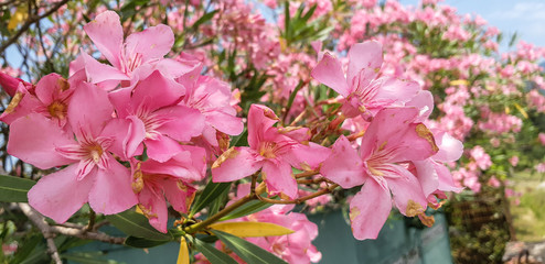 pink flowers in the garden