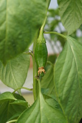 Chilli pepper