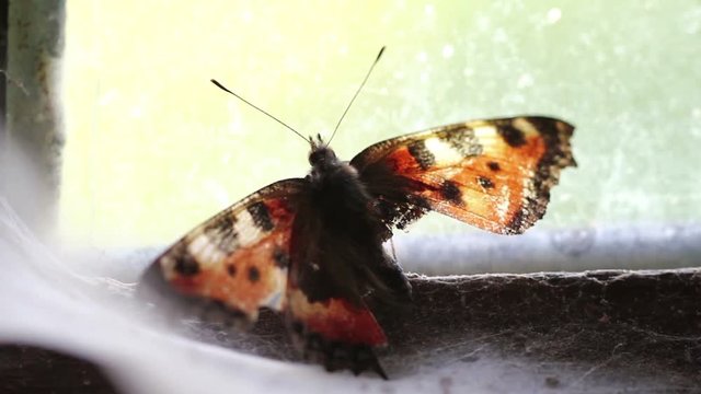 butterfly on the window of an abandoned house - hopelessness symbol