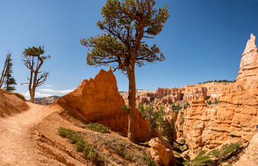 landscape on the bryce canyon in the united states of america