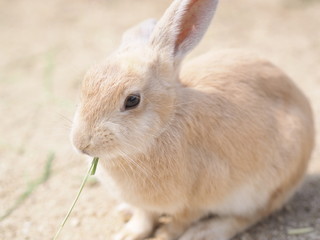 ウサギ