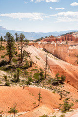 landscape on the bryce canyon in the united states of america