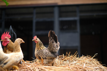 Chickens in the farm