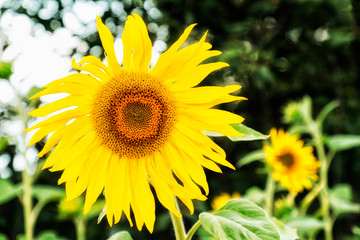 Obraz premium big beautiful summer yellow sunflower