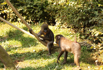 A two young of mandrillus sphinx. Monkeys relaxing after fighting between themselves. In natural park with ropes