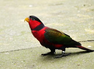 A Black-capped lory on walking around his house. Tricolour parrot standing on the floor and waiting...