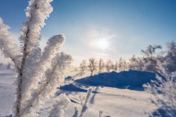 Winter landscape with snow-covered trees on foreground