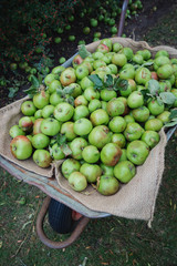 Wheelbarrow of Freshly Hand Picked Apples